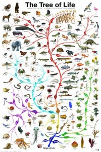 The Evolution of Species